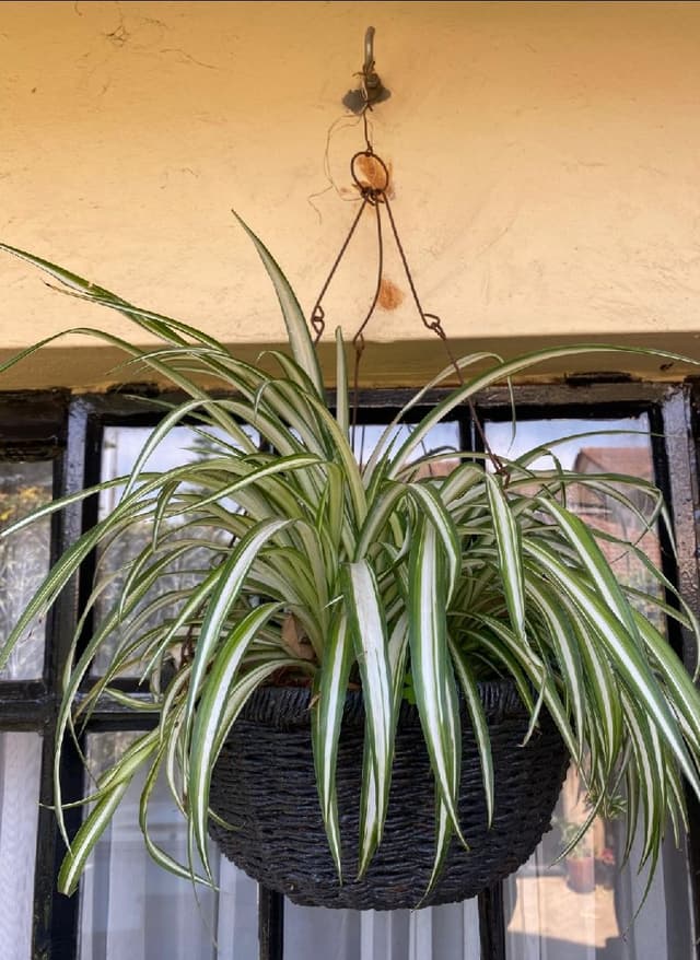 Spider Plant