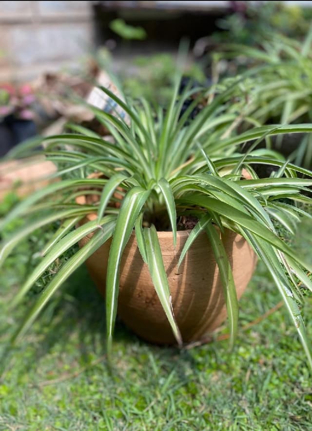Spide plant