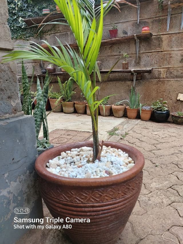 Areca palm