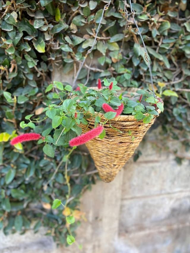 Chenille plant
