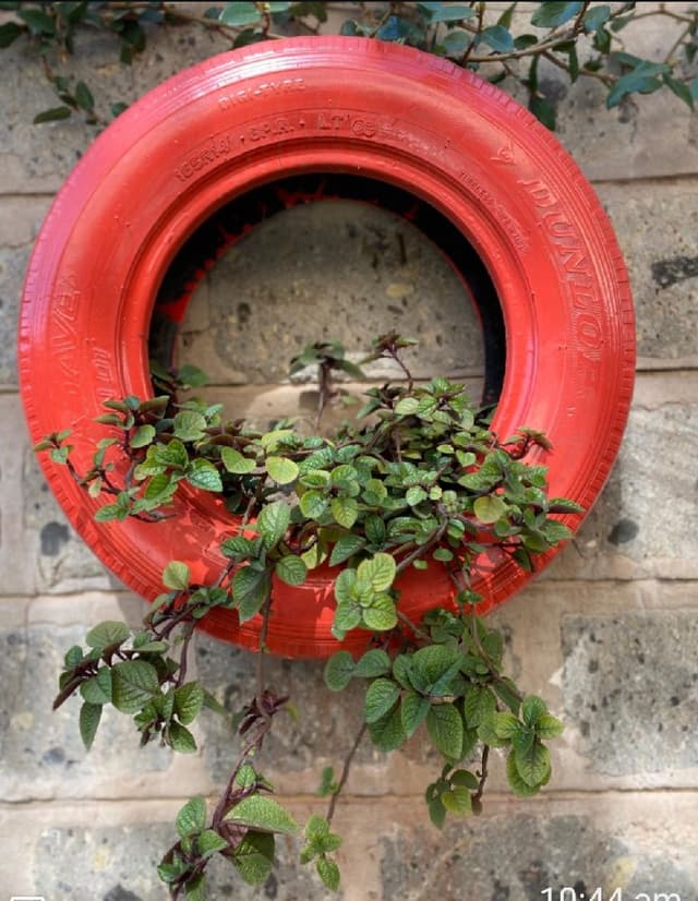 Purple Ivy plant