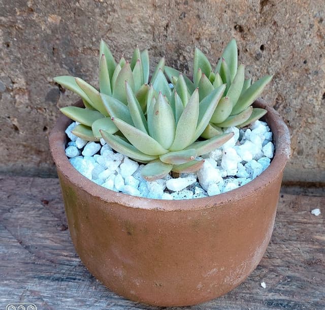 Echevaria