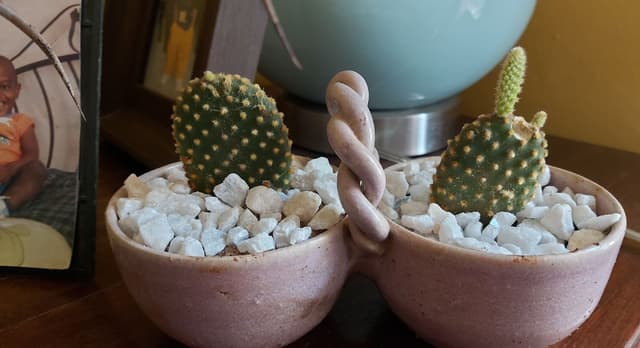 Bunny ears Cactus