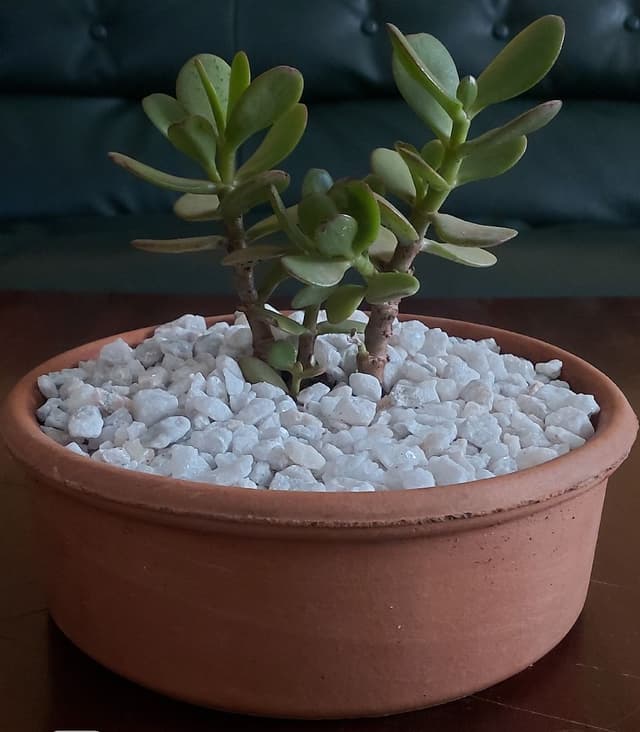 Jade plant
