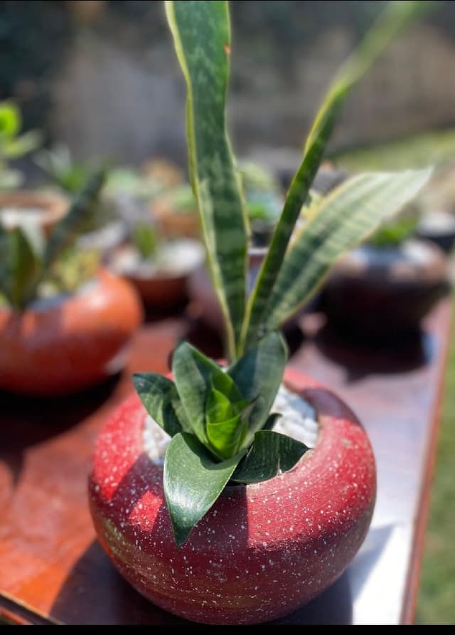 Combo of regular and miniature snake plant 