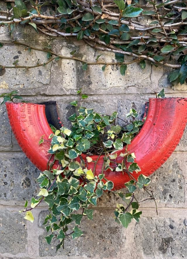 Ivy plant