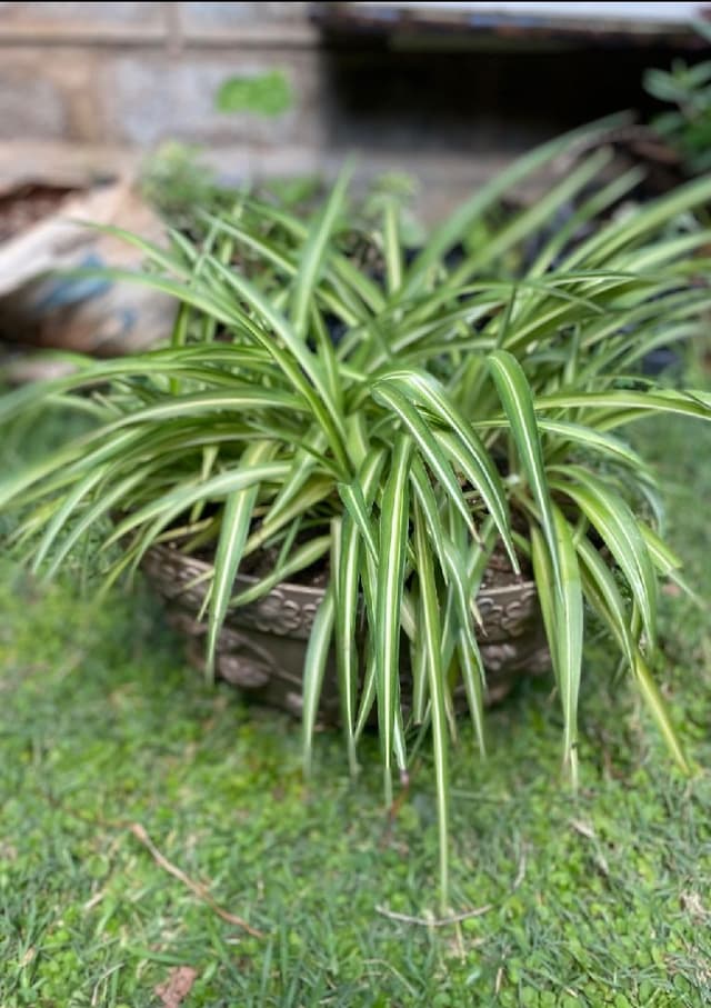 Spider plant