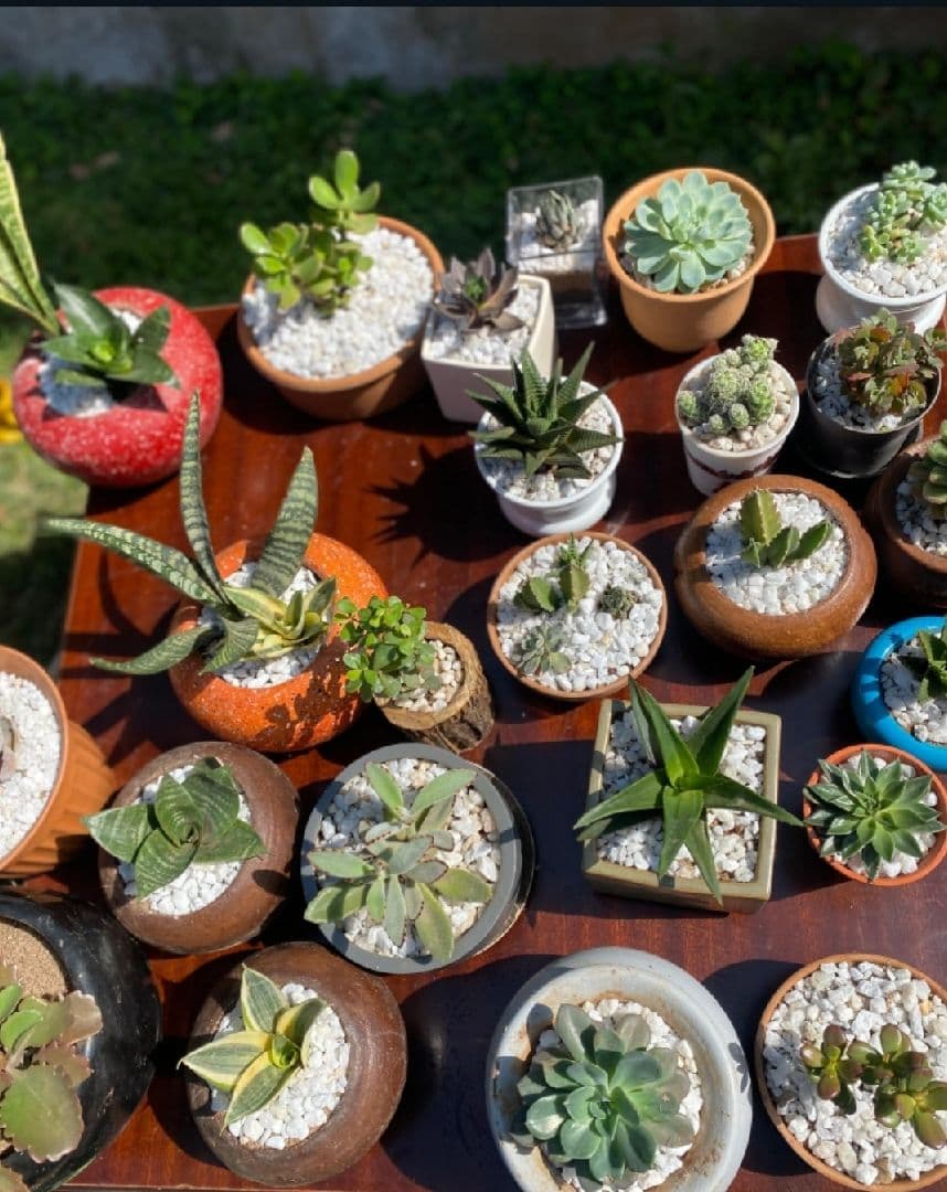 Discover the Beauty of Unique Plants at Mitindo Gardens in Nairobi